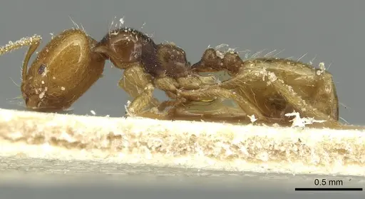 Trichomyrmex epinotalis specimen