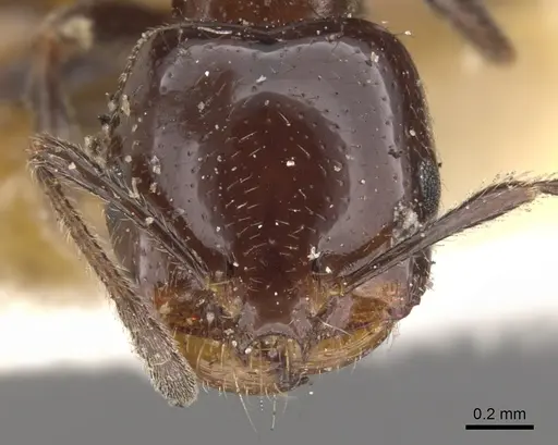 Trichomyrmex evansi specimen