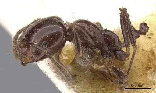 Trichomyrmex evansi specimen