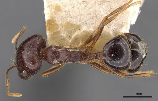 Trichomyrmex glaber specimen