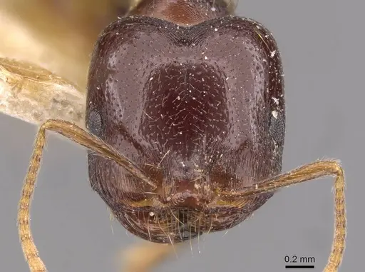 Trichomyrmex glaber specimen