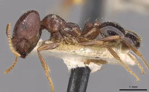 Trichomyrmex glaber specimen