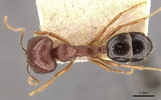 Trichomyrmex glaber - CASENT0908759