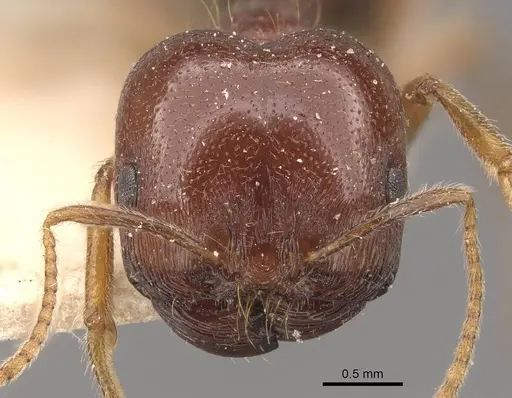 Trichomyrmex glaber - CASENT0908759