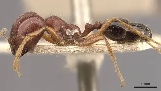 Trichomyrmex glaber - CASENT0908759