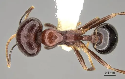 Trichomyrmex glaber - CASENT0914154