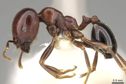 Trichomyrmex glaber - CASENT0914154