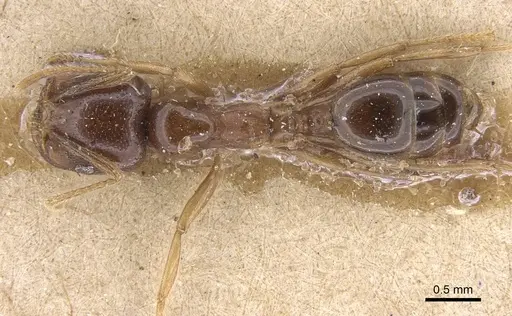 Trichomyrmex glaber - CASENT0915415