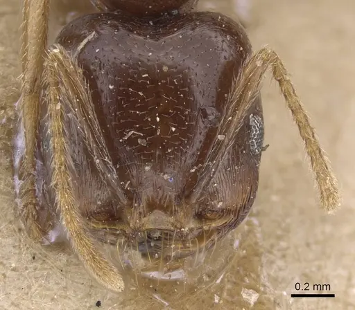 Trichomyrmex glaber - CASENT0915415