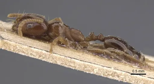 Trichomyrmex glaber - CASENT0915415