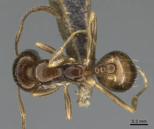 Trichomyrmex mayri specimen