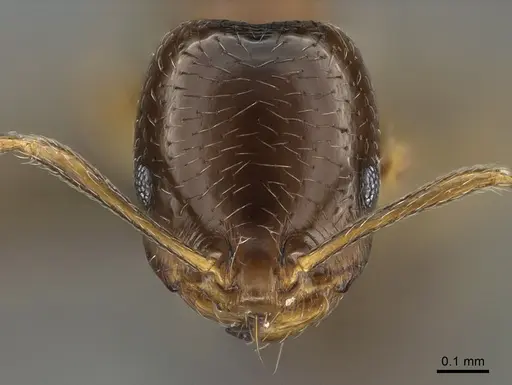 Trichomyrmex mayri specimen