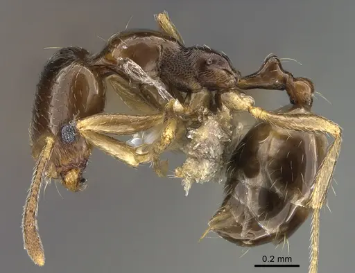 Trichomyrmex mayri specimen