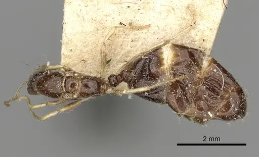 Trichomyrmex mayri - CASENT0249902