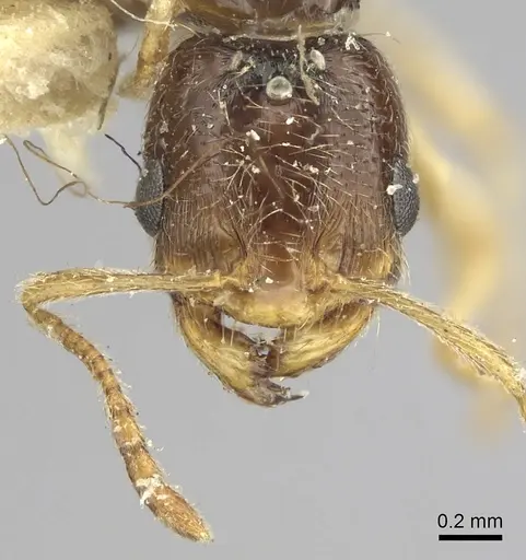 Trichomyrmex mayri - CASENT0249902