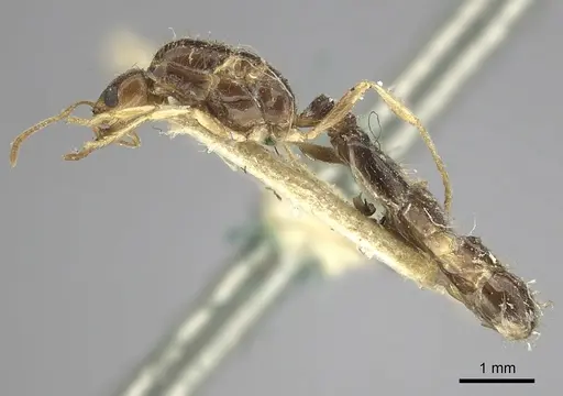 Trichomyrmex mayri - CASENT0249902