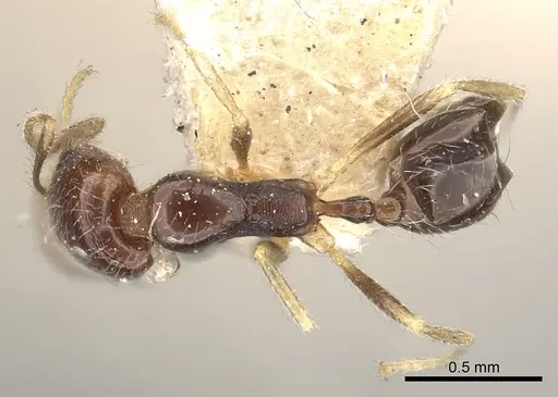 Trichomyrmex mayri - CASENT0249903