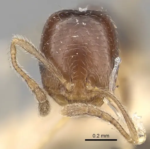Trichomyrmex mayri - CASENT0249903