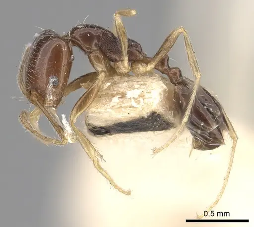 Trichomyrmex mayri - CASENT0249903