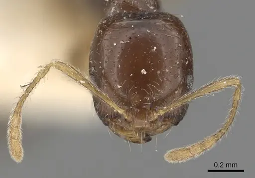 Trichomyrmex mayri - CASENT0249904