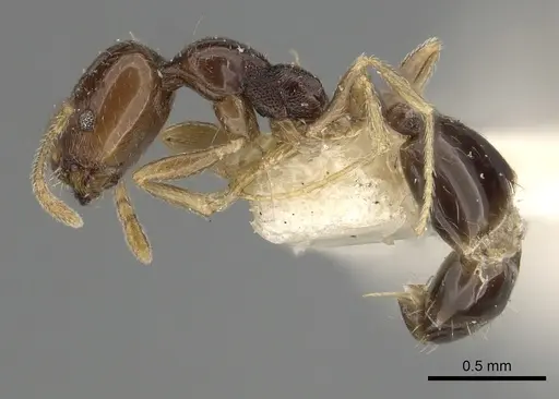 Trichomyrmex mayri - CASENT0249904