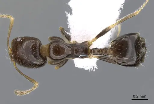 Trichomyrmex mayri - CASENT0746625