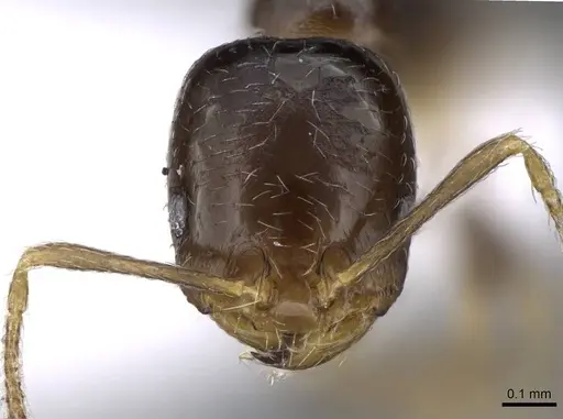 Trichomyrmex mayri - CASENT0746625