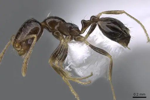 Trichomyrmex mayri - CASENT0746625