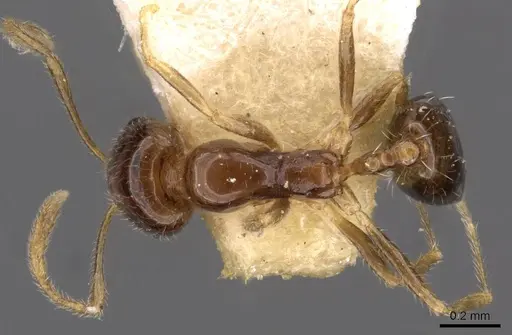 Trichomyrmex mayri - CASENT0908753