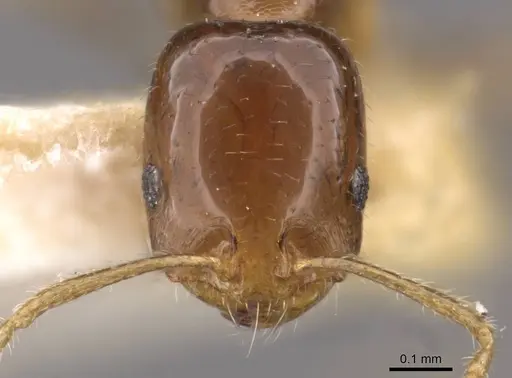 Trichomyrmex mayri - CASENT0908753