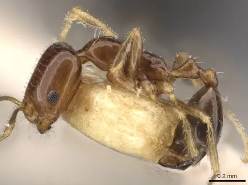 Trichomyrmex mayri - CASENT0908753