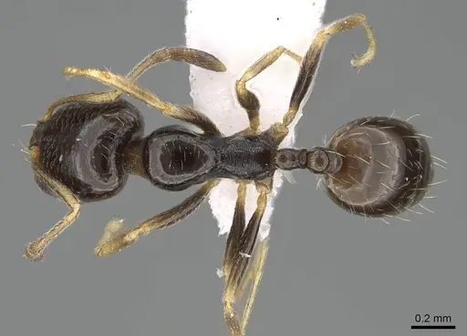 Trichomyrmex mayri - CASENT0919809