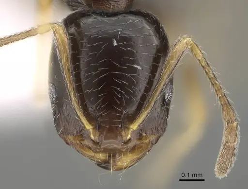 Trichomyrmex mayri - CASENT0919809