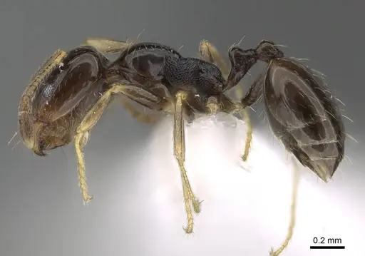 Trichomyrmex mayri - CASENT0919809