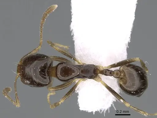 Trichomyrmex mayri - CASENT0922297