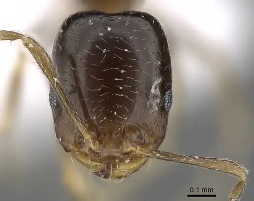 Trichomyrmex mayri - CASENT0922297