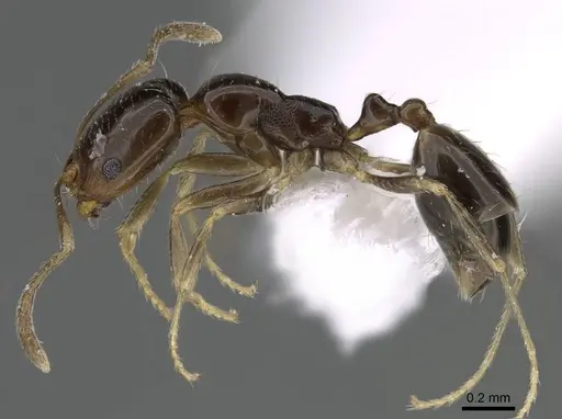 Trichomyrmex mayri - CASENT0922297