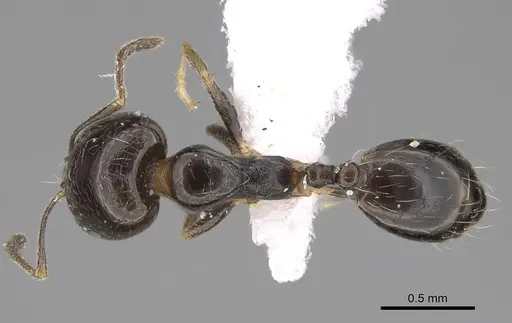 Trichomyrmex mayri - CASENT0922869