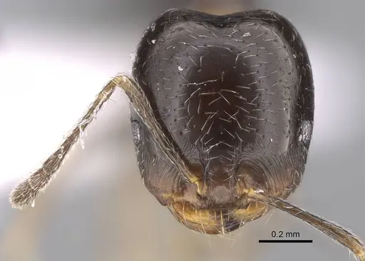 Trichomyrmex mayri - CASENT0922869