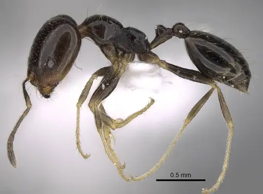 Trichomyrmex mayri - CASENT0922869