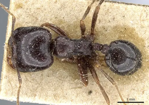 Trichomyrmex muticus specimen