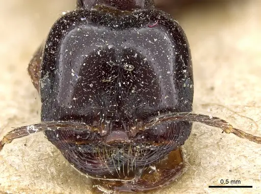 Trichomyrmex muticus specimen
