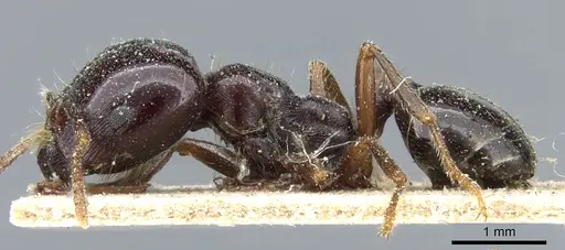 Trichomyrmex muticus specimen