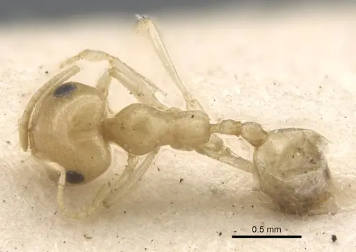 Trichomyrmex nengraharicum specimen