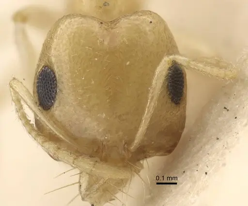 Trichomyrmex nengraharicum specimen