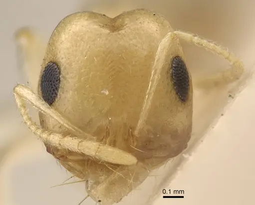 Trichomyrmex nengraharicum specimen