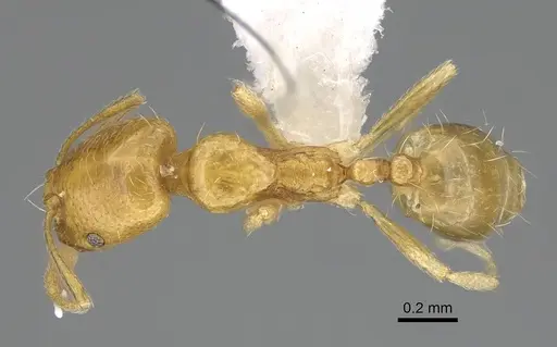 Trichomyrmex oscaris specimen