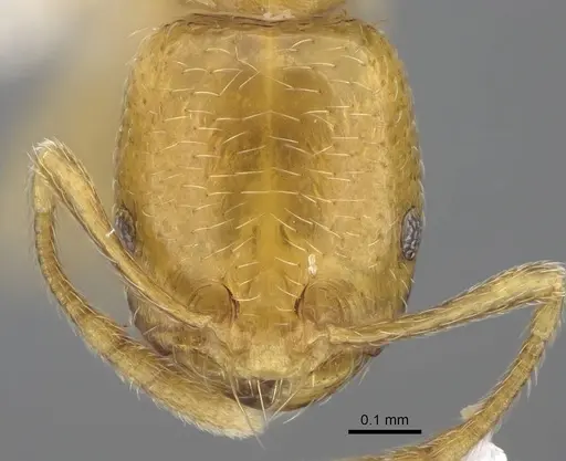 Trichomyrmex oscaris specimen