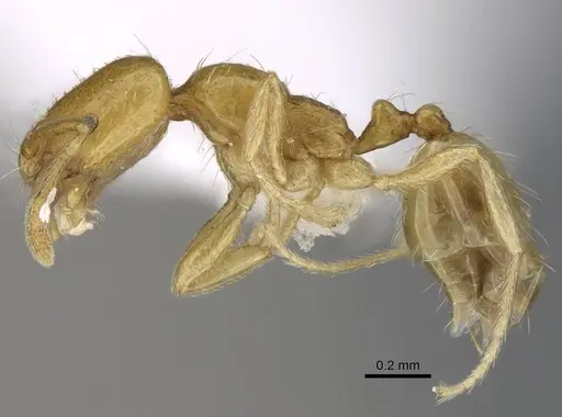 Trichomyrmex oscaris specimen