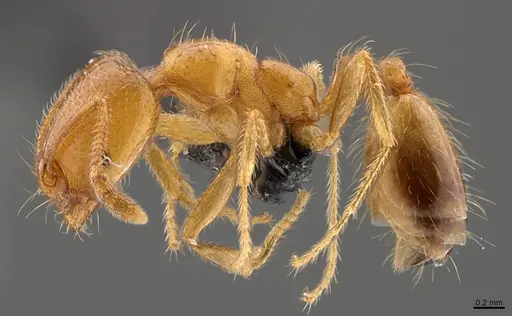 Trichomyrmex oscaris - CASENT0066964